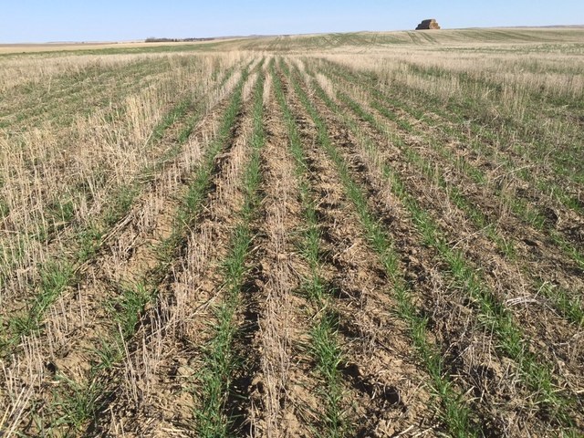 Potential Rain Has Farmers in the Seeding Mood - SwiftCurrentOnline.com ...