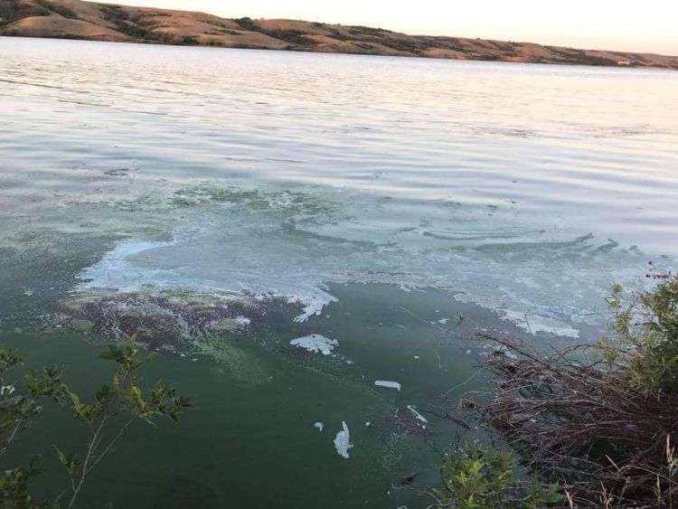 Algae raising concerns in local waterways - SwiftCurrentOnline.com ...