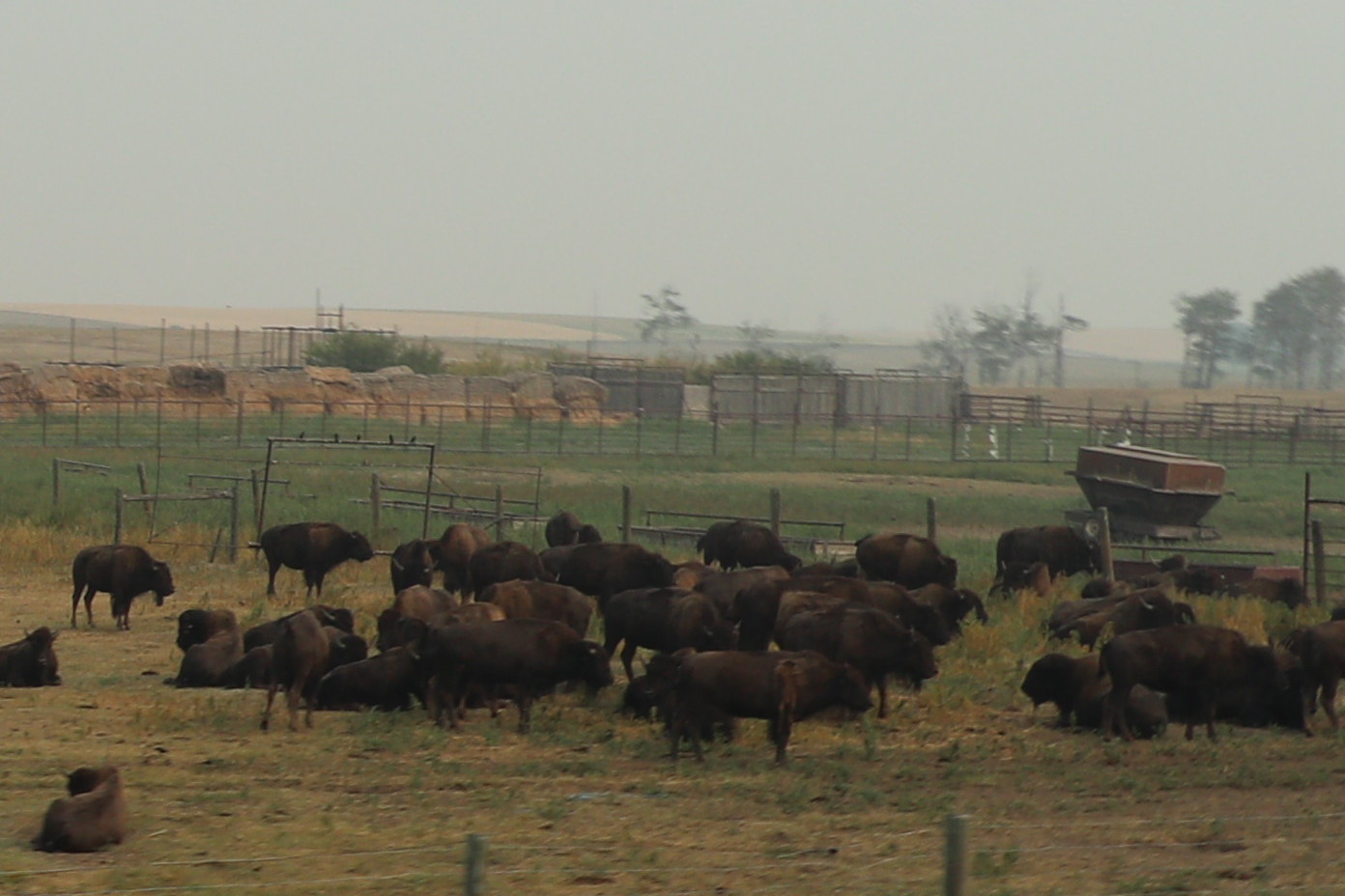 Momentum Advancing The Bison Legacy Swiftcurrentonline Local