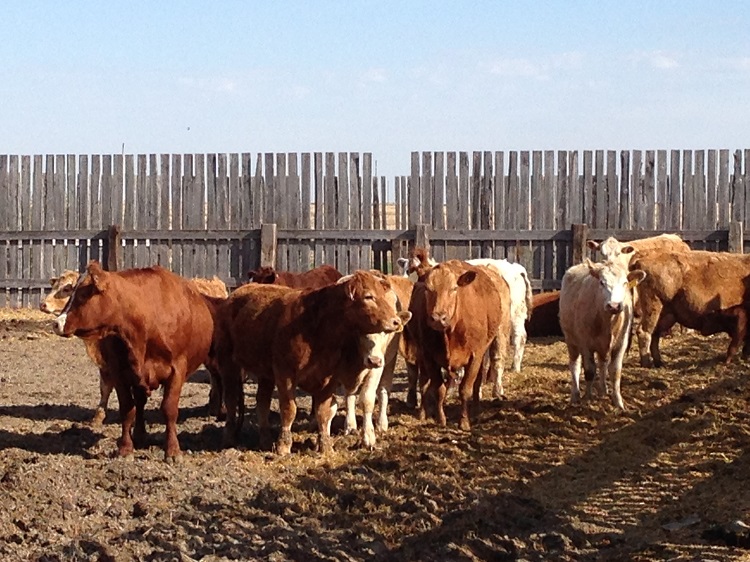 2017 another busy year for the Saskatchewan Cattlemen’s Association